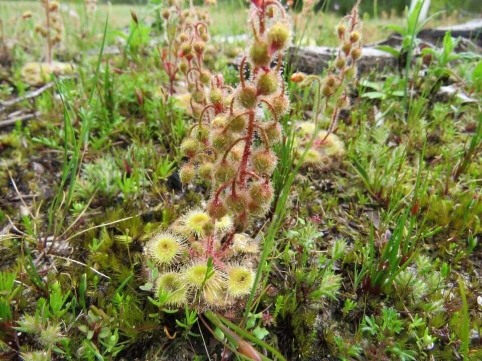 Drosera glanduligera — search result for 'Drosera'