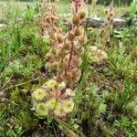 Drosera glanduligera