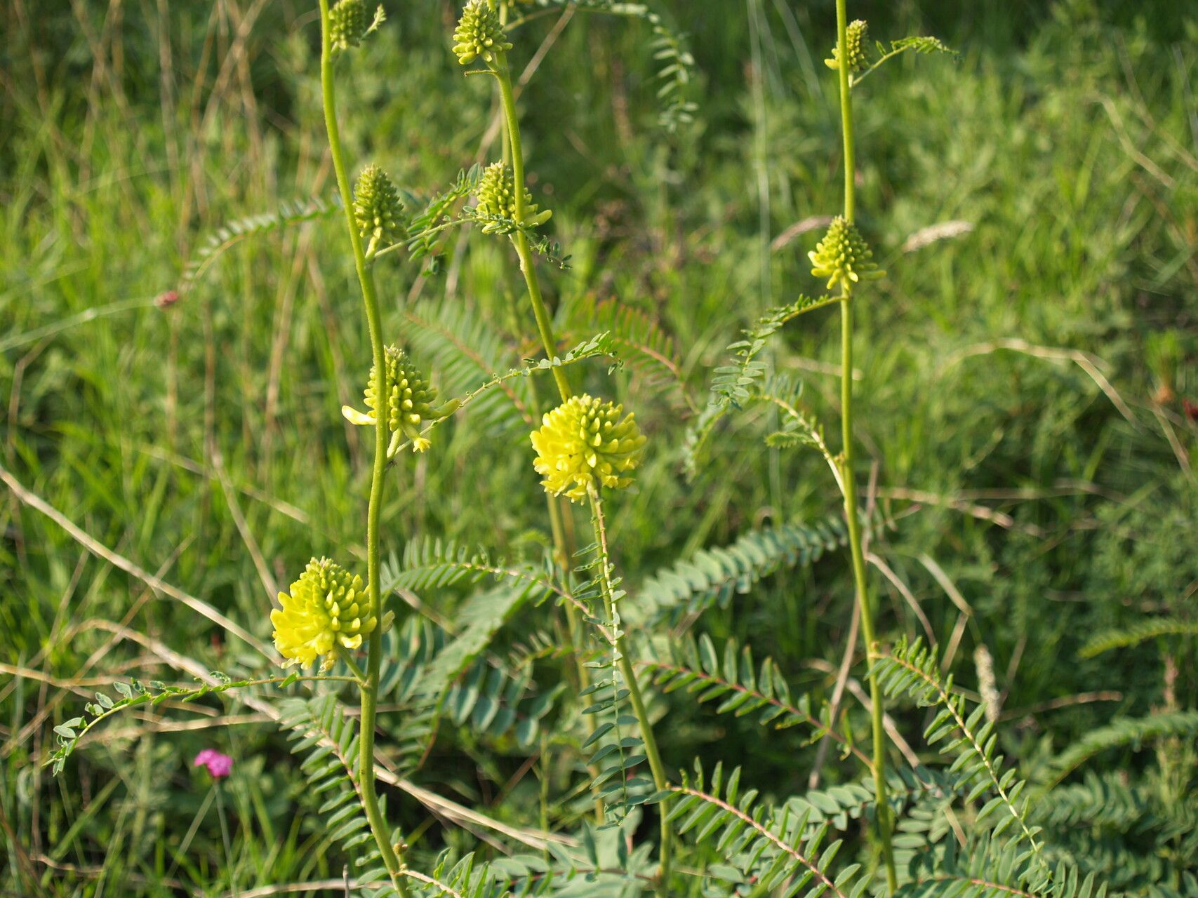 Astragalus ponticus flower