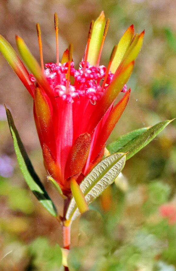 Lambertia formosa flower
