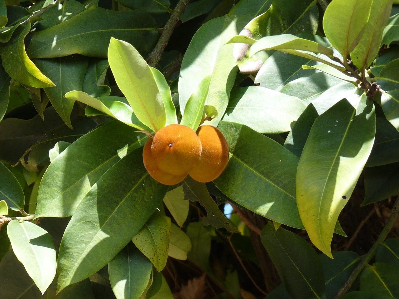 Diospyros blancoi fruit