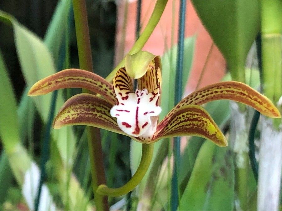 Cymbidium erythraeum flower