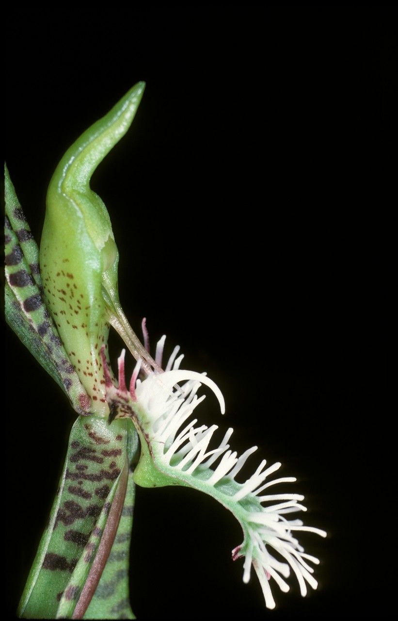 Catasetum barbatum flower