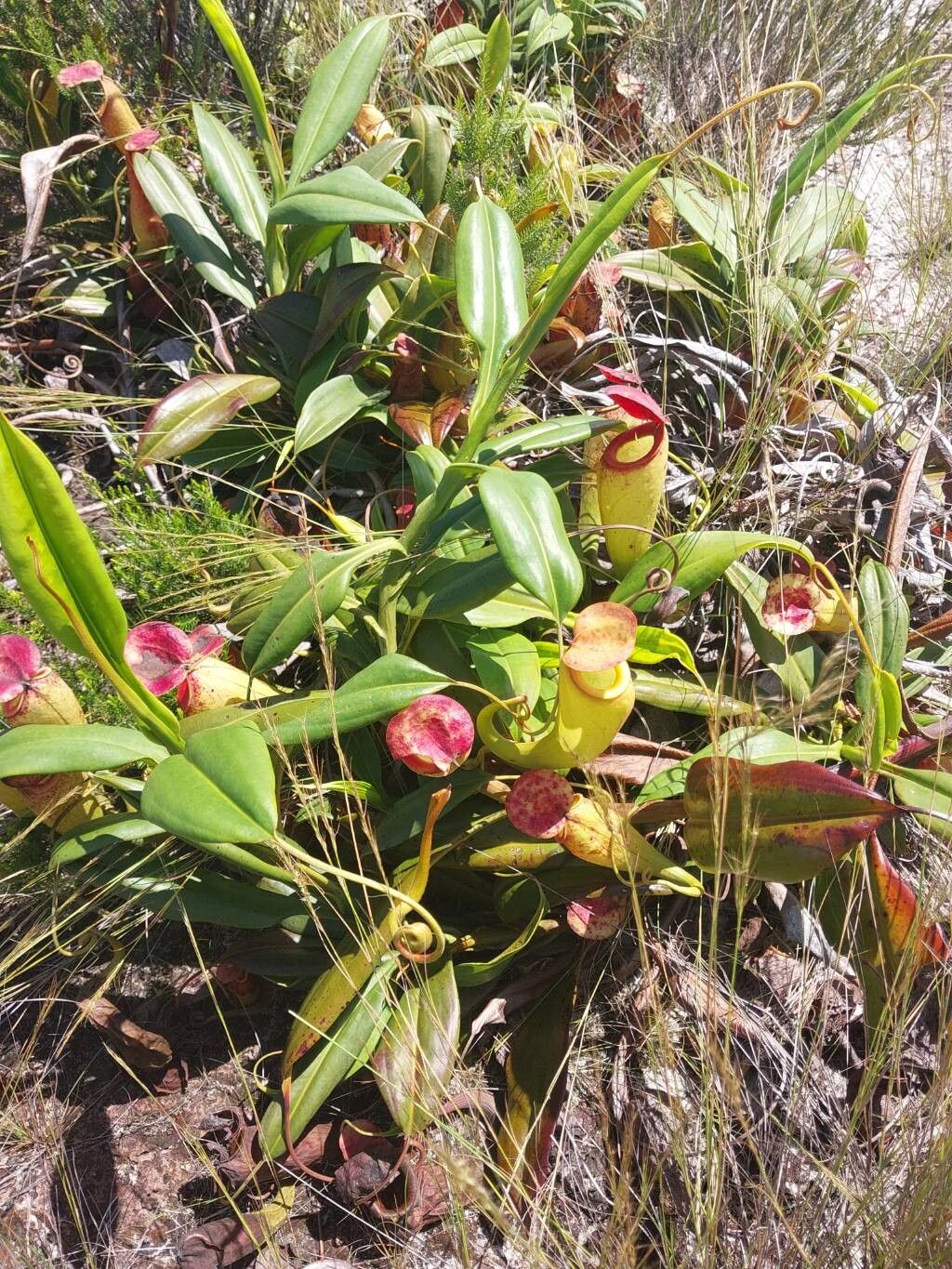 Nepenthes madagascariensis habit