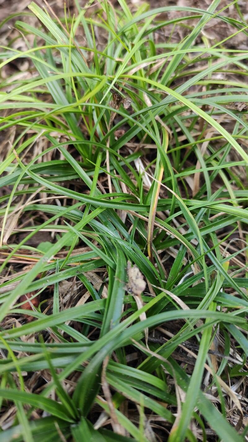 Carex digitata leaf