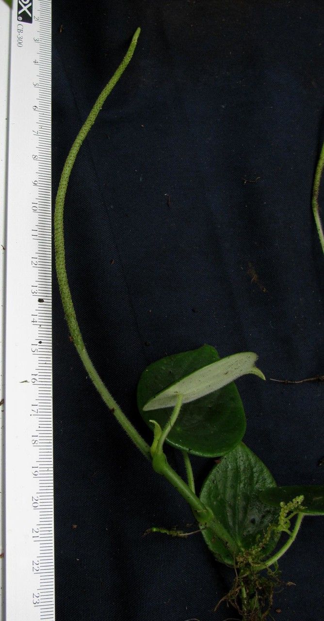 Peperomia amphitricha other