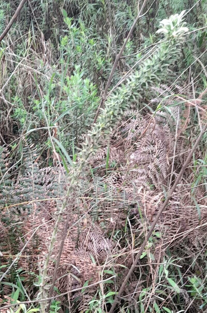 Lobelia hassleri habit