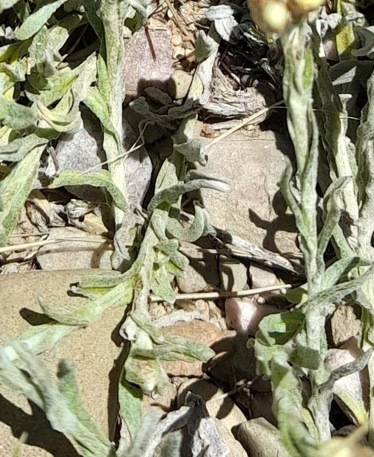 Pseudognaphalium viravira — search result for 'Pseudognaphalium'