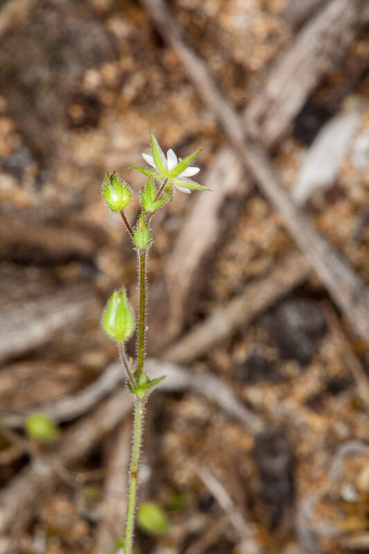 Arenaria leptoclados bark