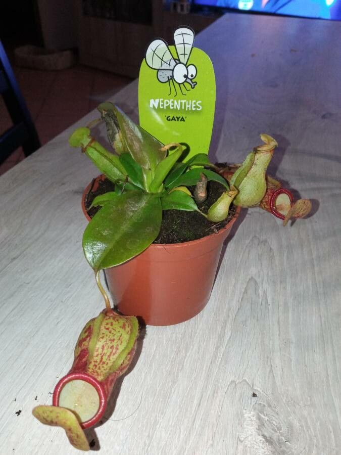 Nepenthes alata flower