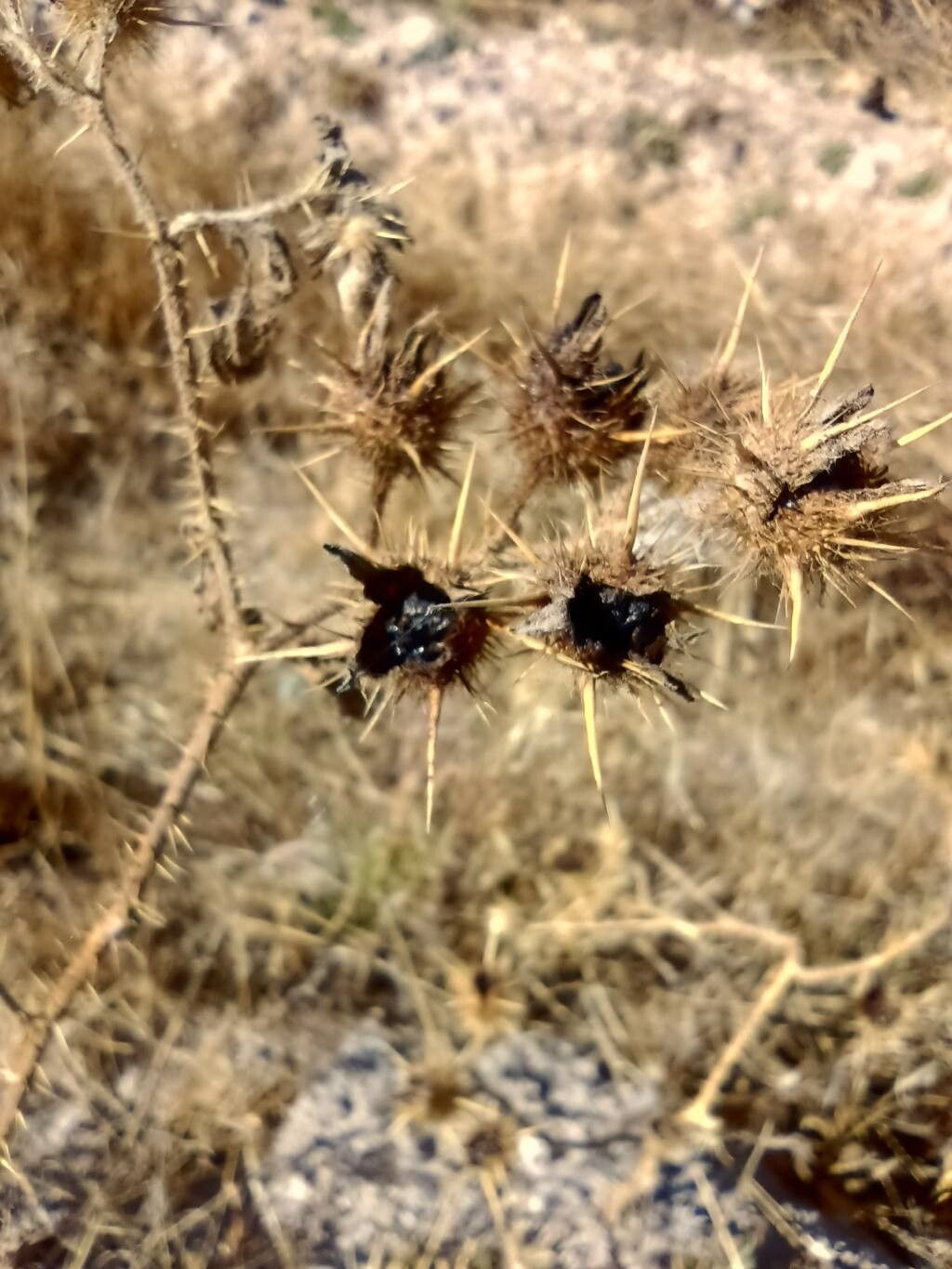 Solanum angustifolium flower