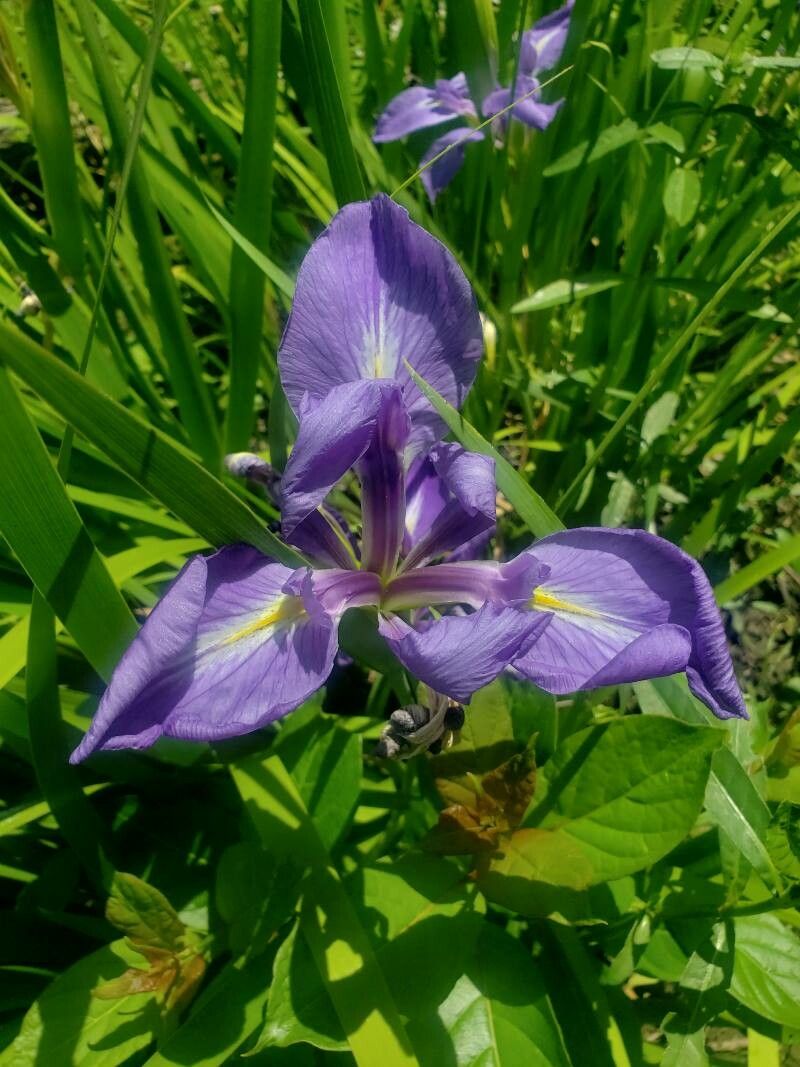 Iris giganticaerulea flower