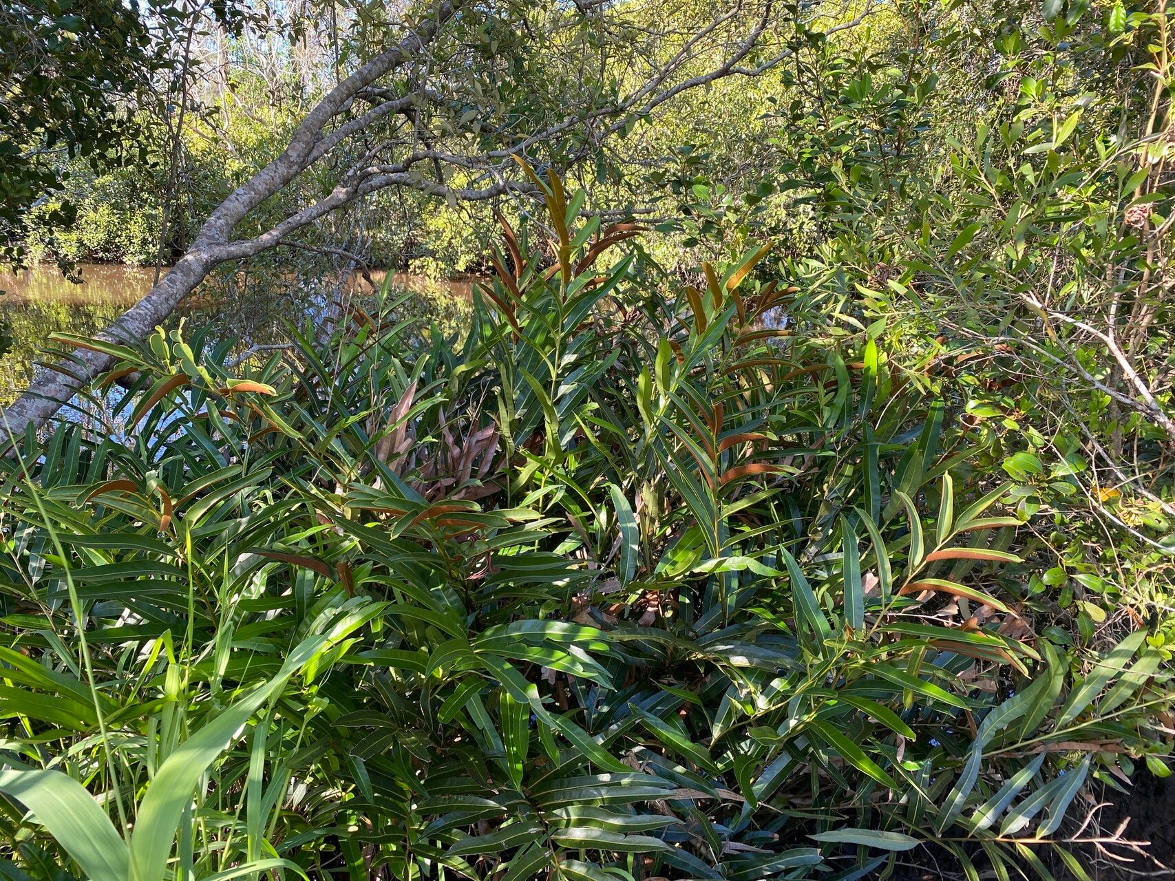 Acrostichum speciosum — related species from the same genus