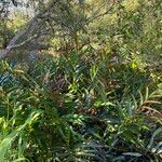 Acrostichum speciosum