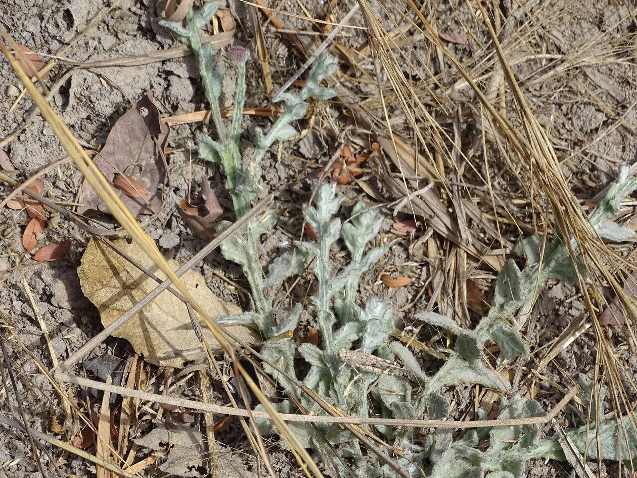 Sphaeranthus senegalensis — houseplant care guide