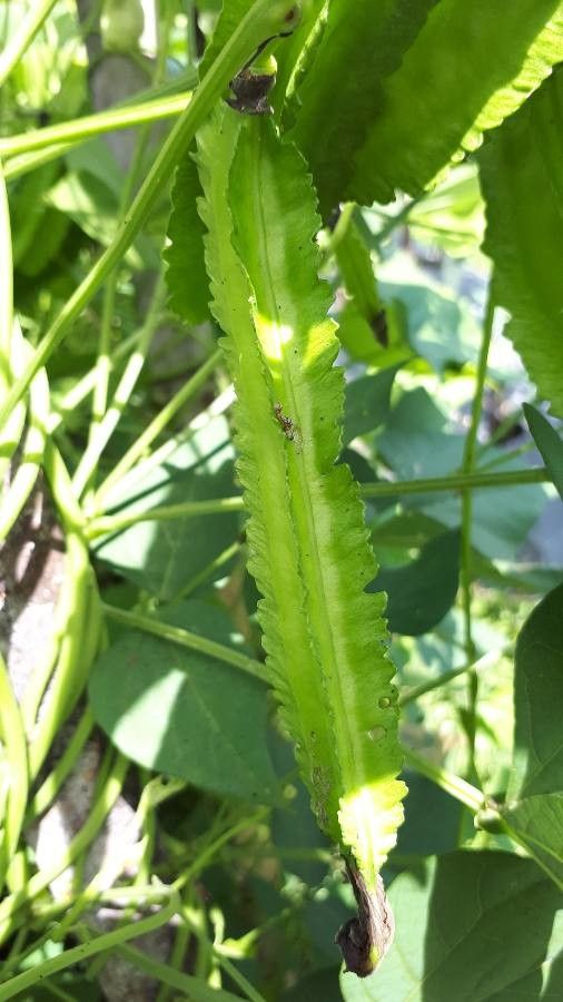 Psophocarpus tetragonolobus fruit