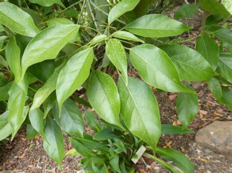 Acer laurinum — search result for 'Laos'