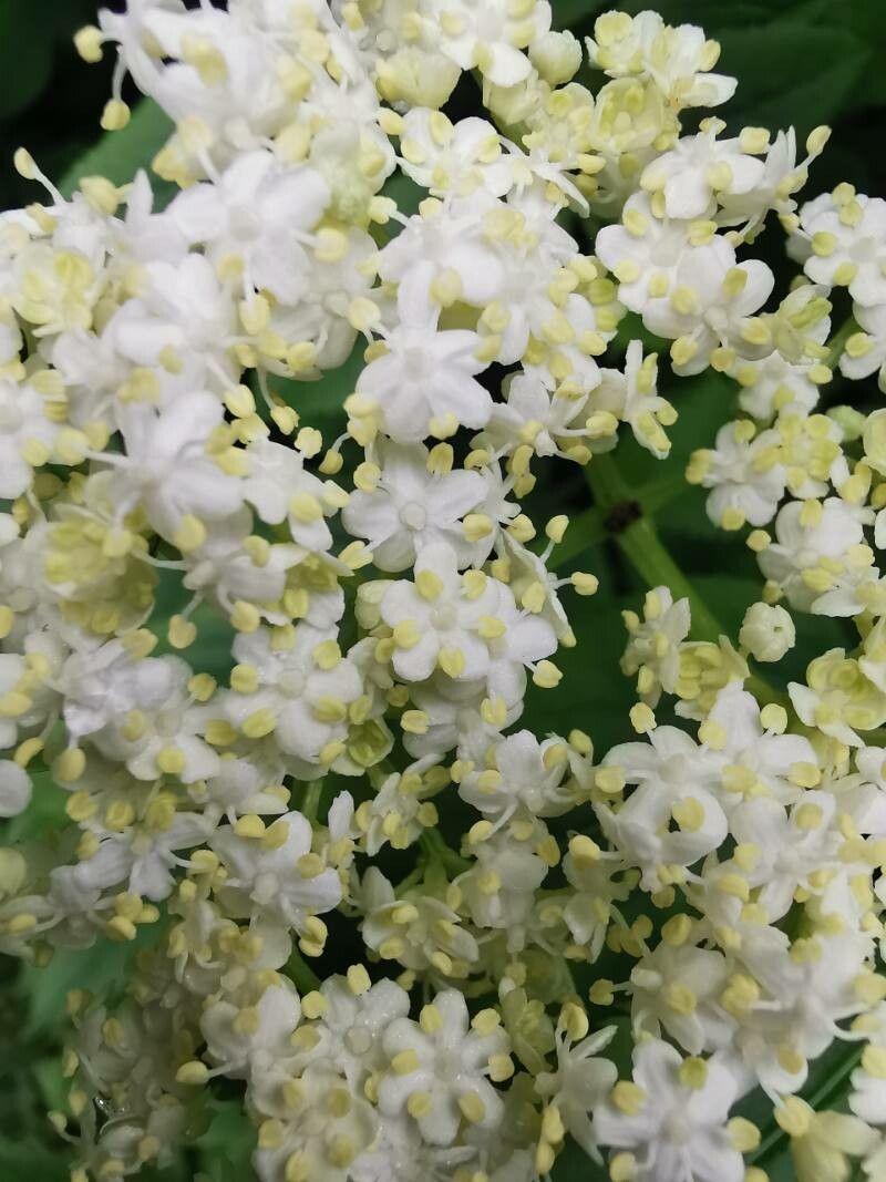 Sambucus lanceolata flower