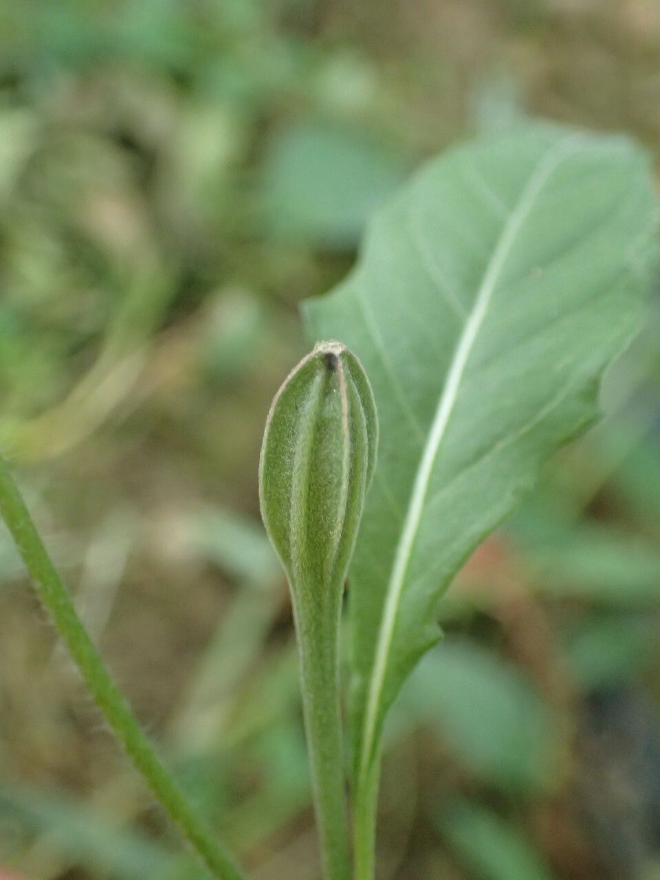 Oenothera rosea fruit