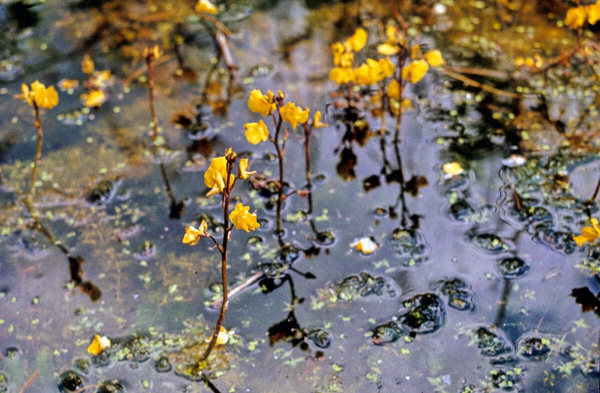 Utricularia vulgaris flower