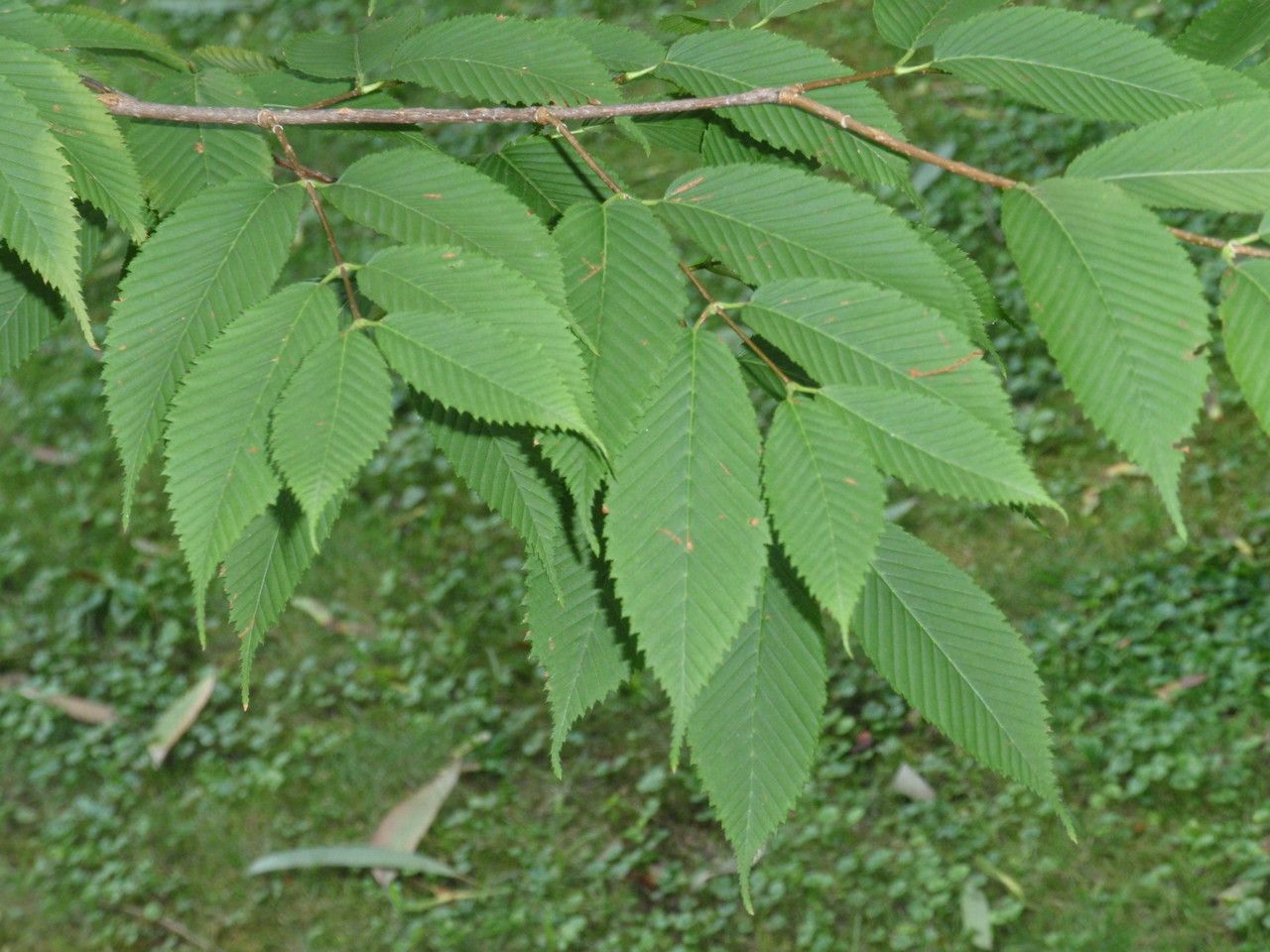Acer carpinifolium — search result for 'Acer'