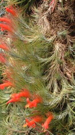 Tillandsia andreana leaf