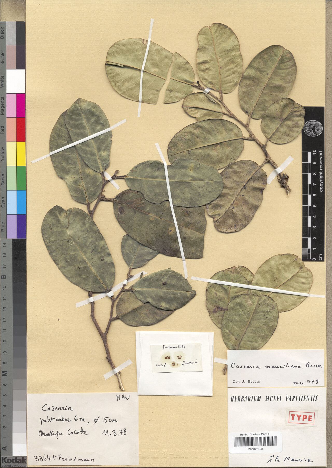 Casearia mauritiana — houseplant care guide