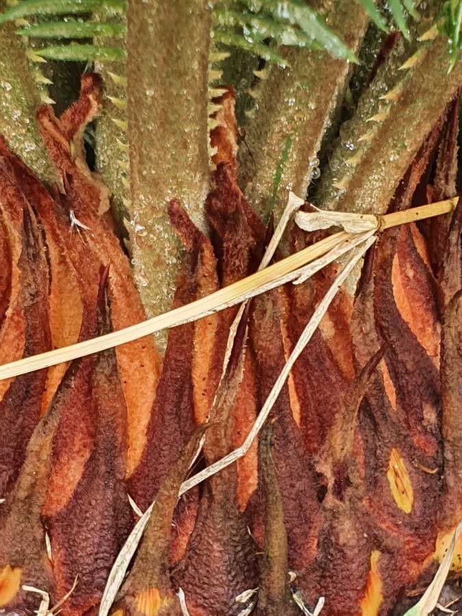 Encephalartos tegulaneus bark