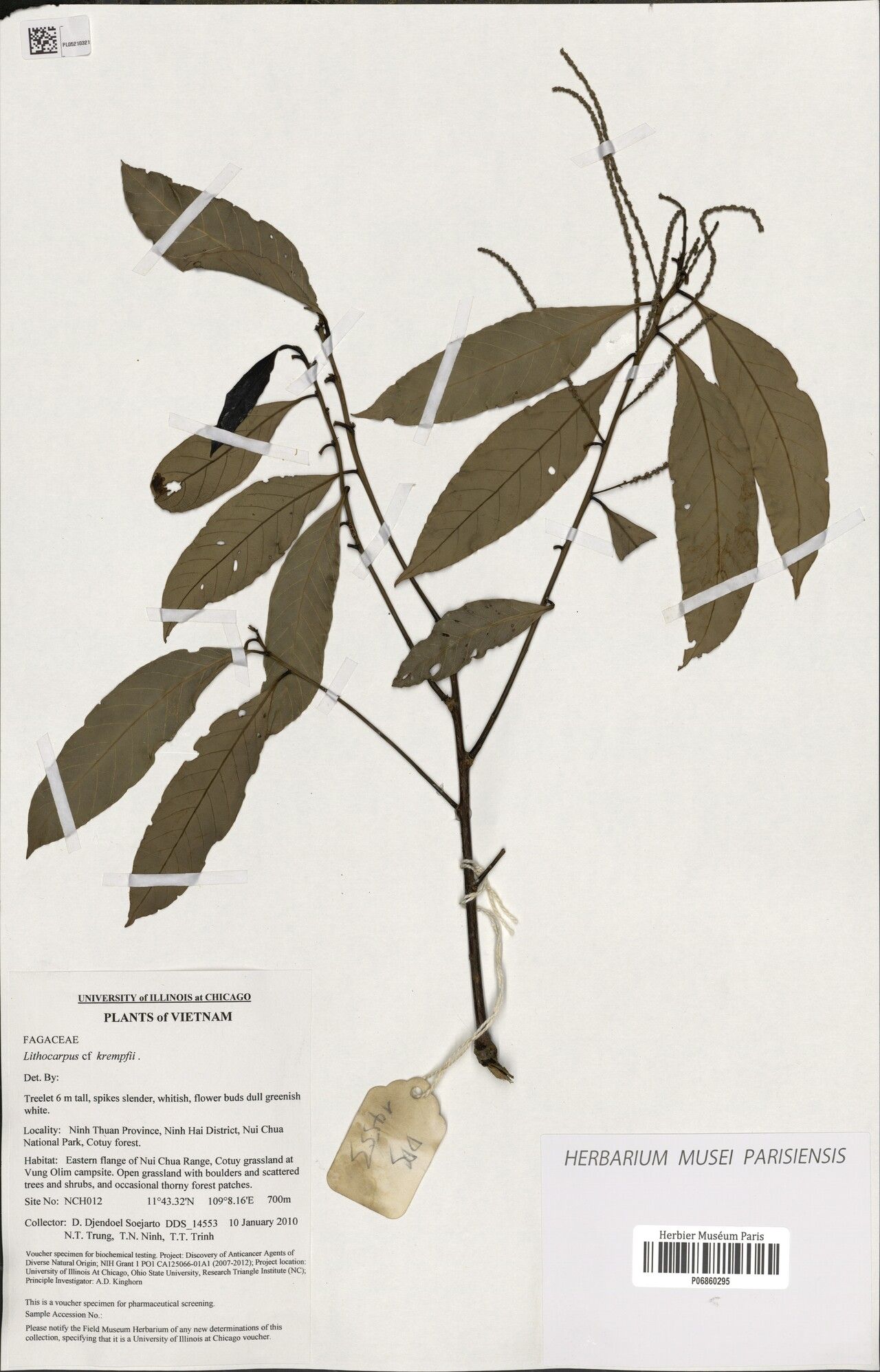 Lithocarpus lycoperdon — houseplant care guide