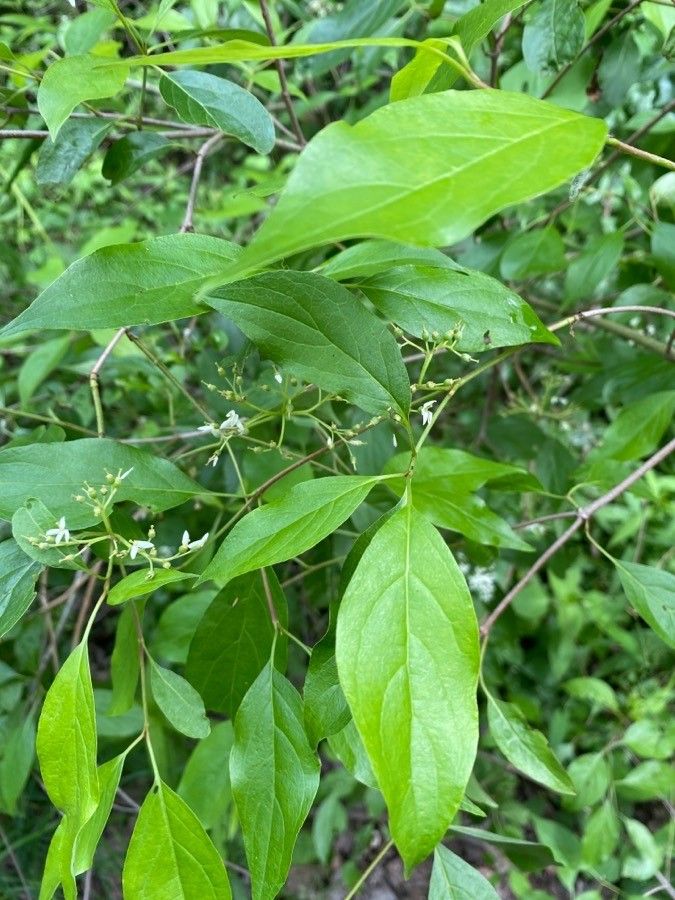 Cornus foemina leaf