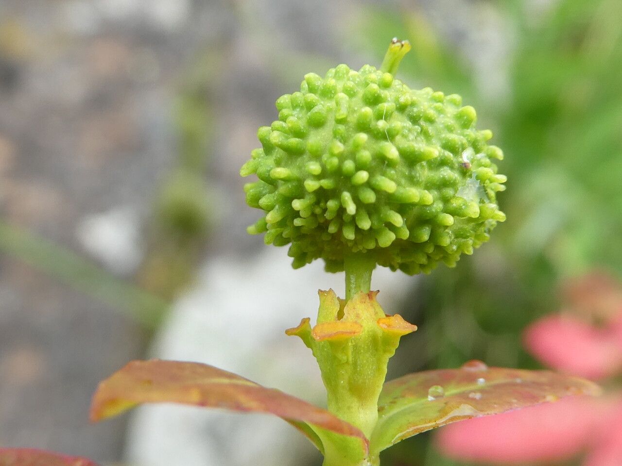 Euphorbia hyberna leaf