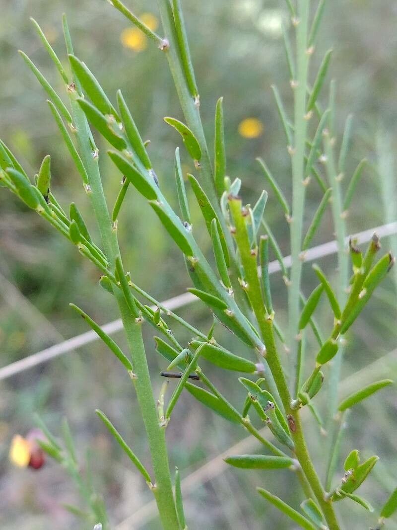 Bossiaea heterophylla leaf