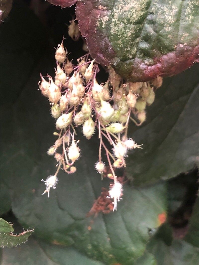 Heuchera americana flower