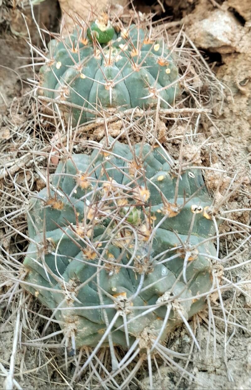 Gymnocalycium bodenbenderianum leaf