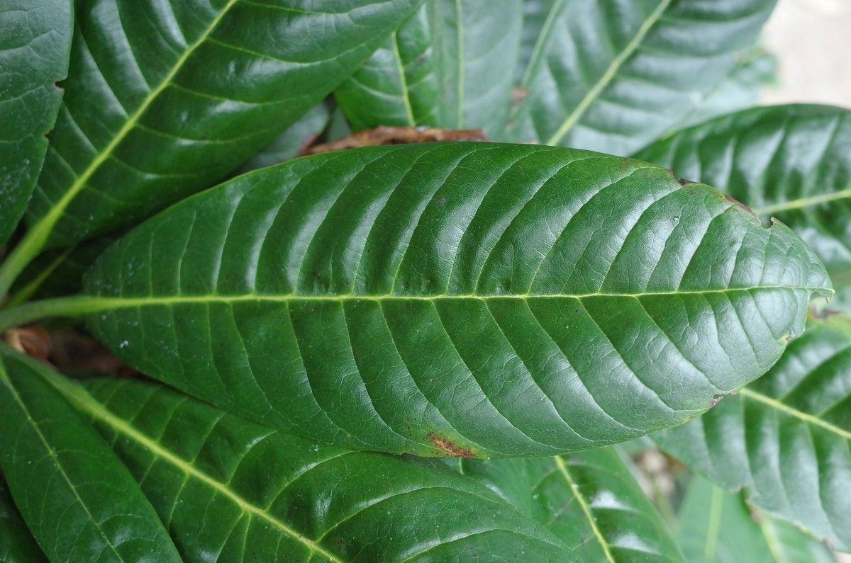 Rhododendron pudorosum leaf