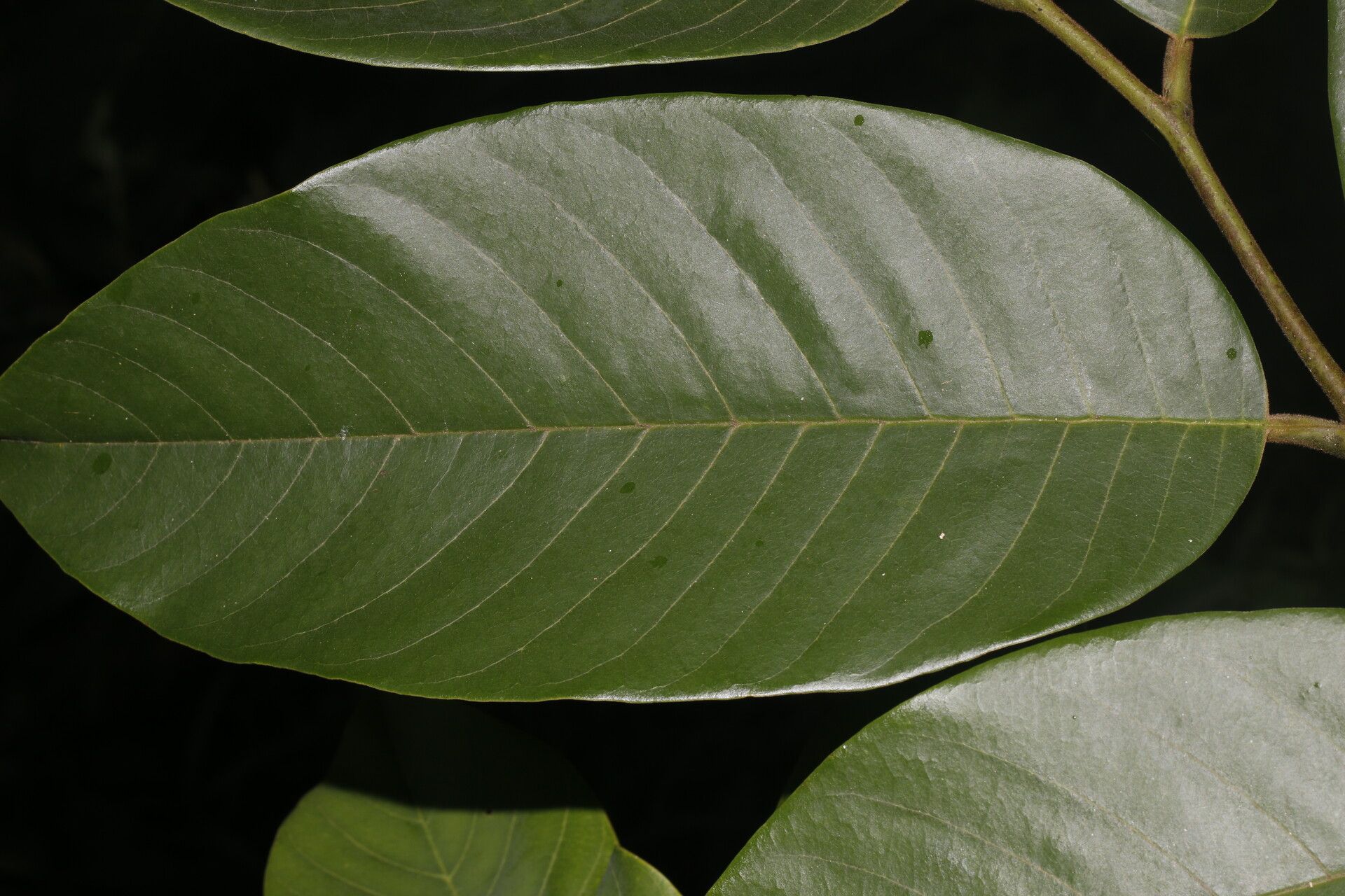 Annona rensoniana leaf