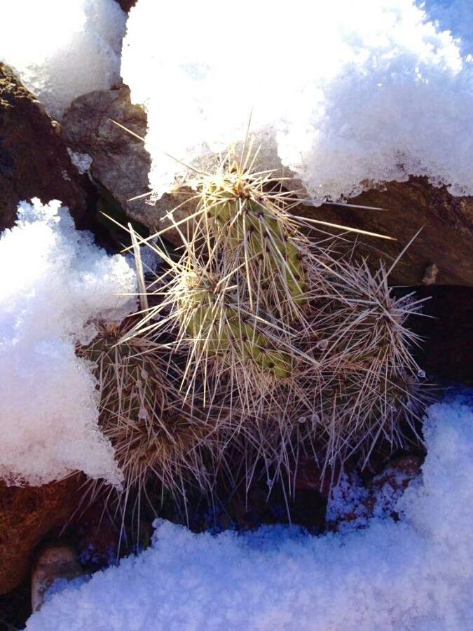 Opuntia macrorhiza — search result for 'Opuntia'