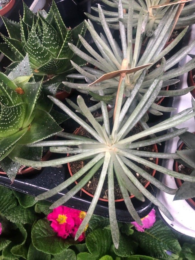 Senecio scaposus — search result for 'Senecio'