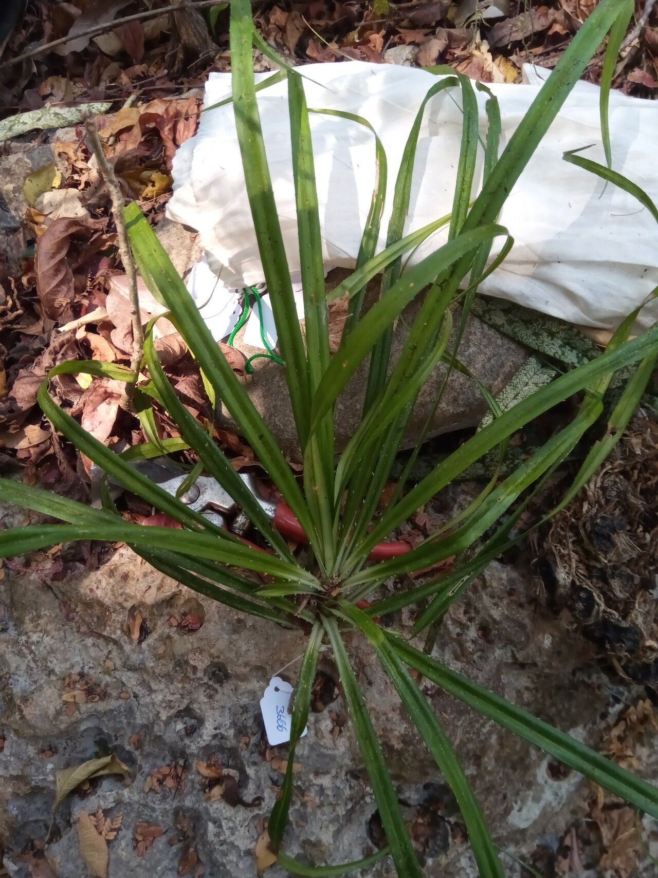 Pandanus flagellibracteatus — houseplant care guide