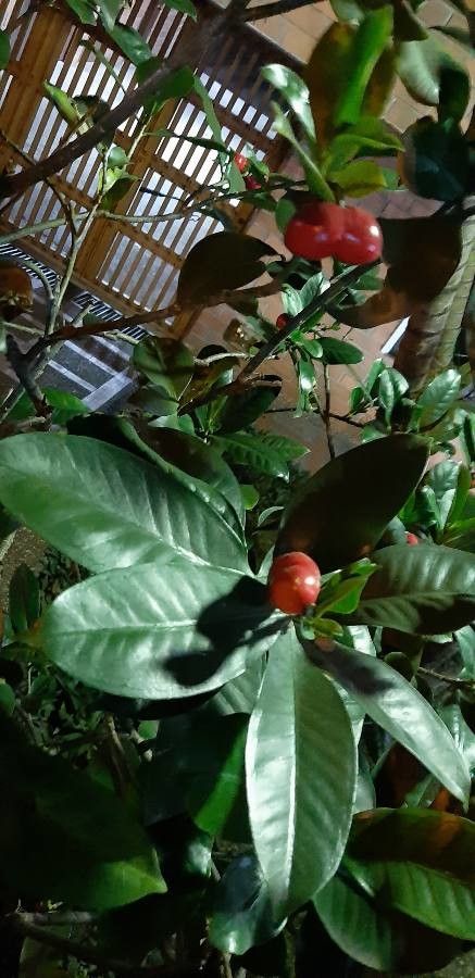 Cascabela gaumeri fruit