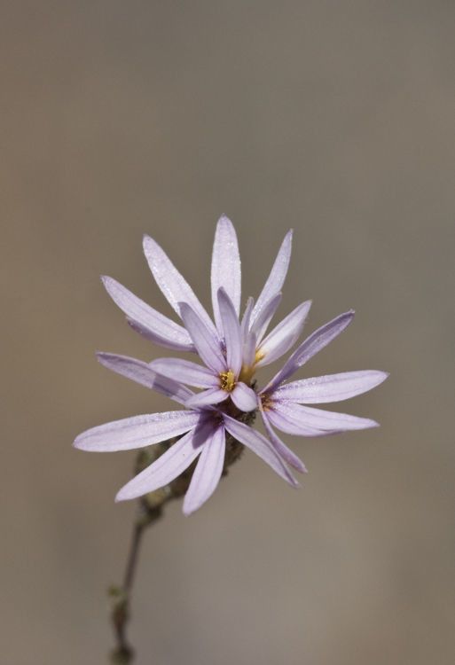 Lessingia nemaclada — related species from the same genus