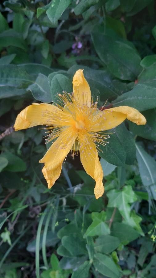 Hypericum monogynum flower