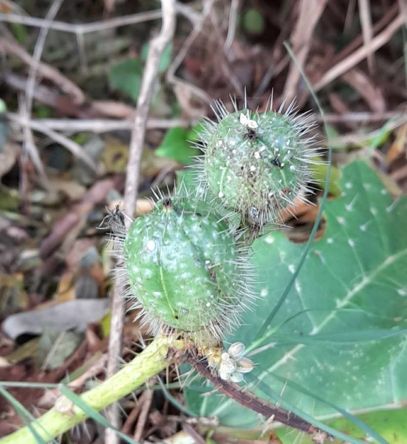 Cnidoscolus albomaculatus fruit