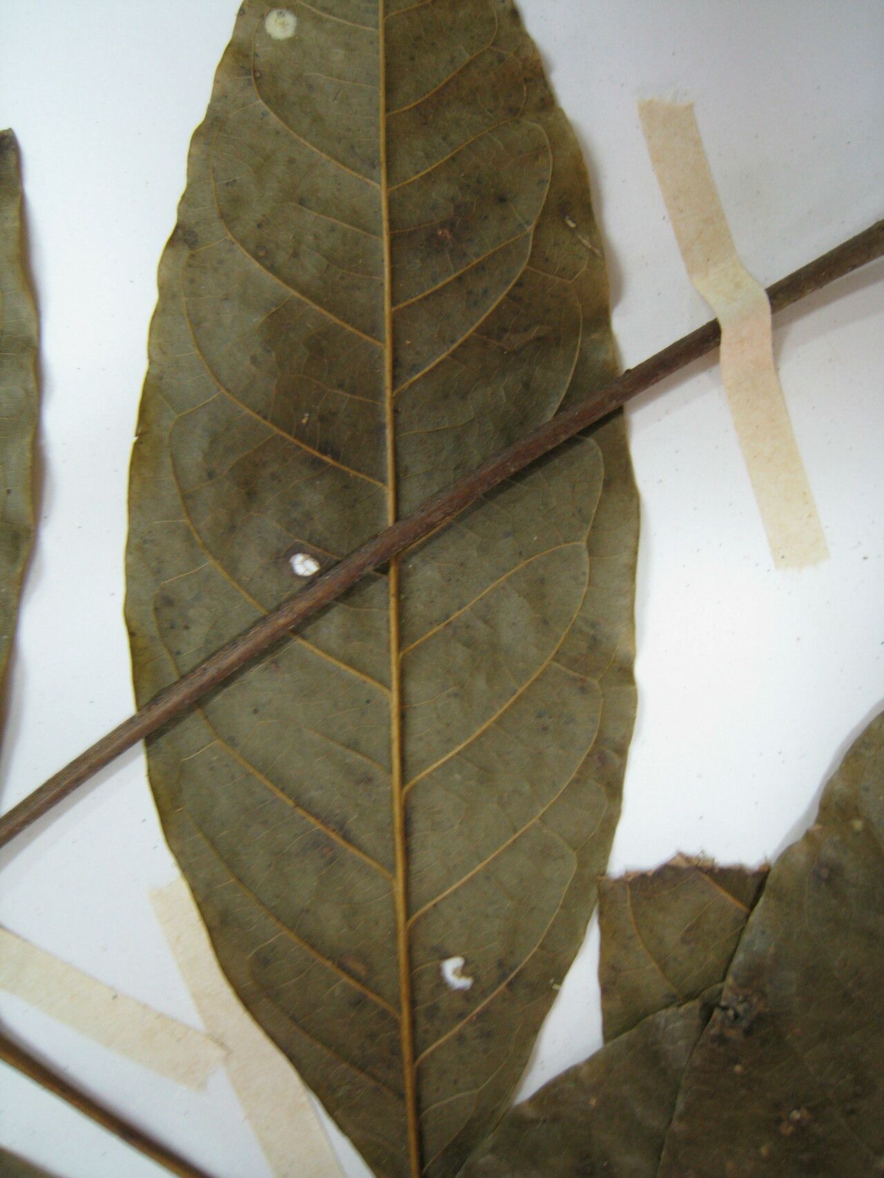 Talisia carinata other