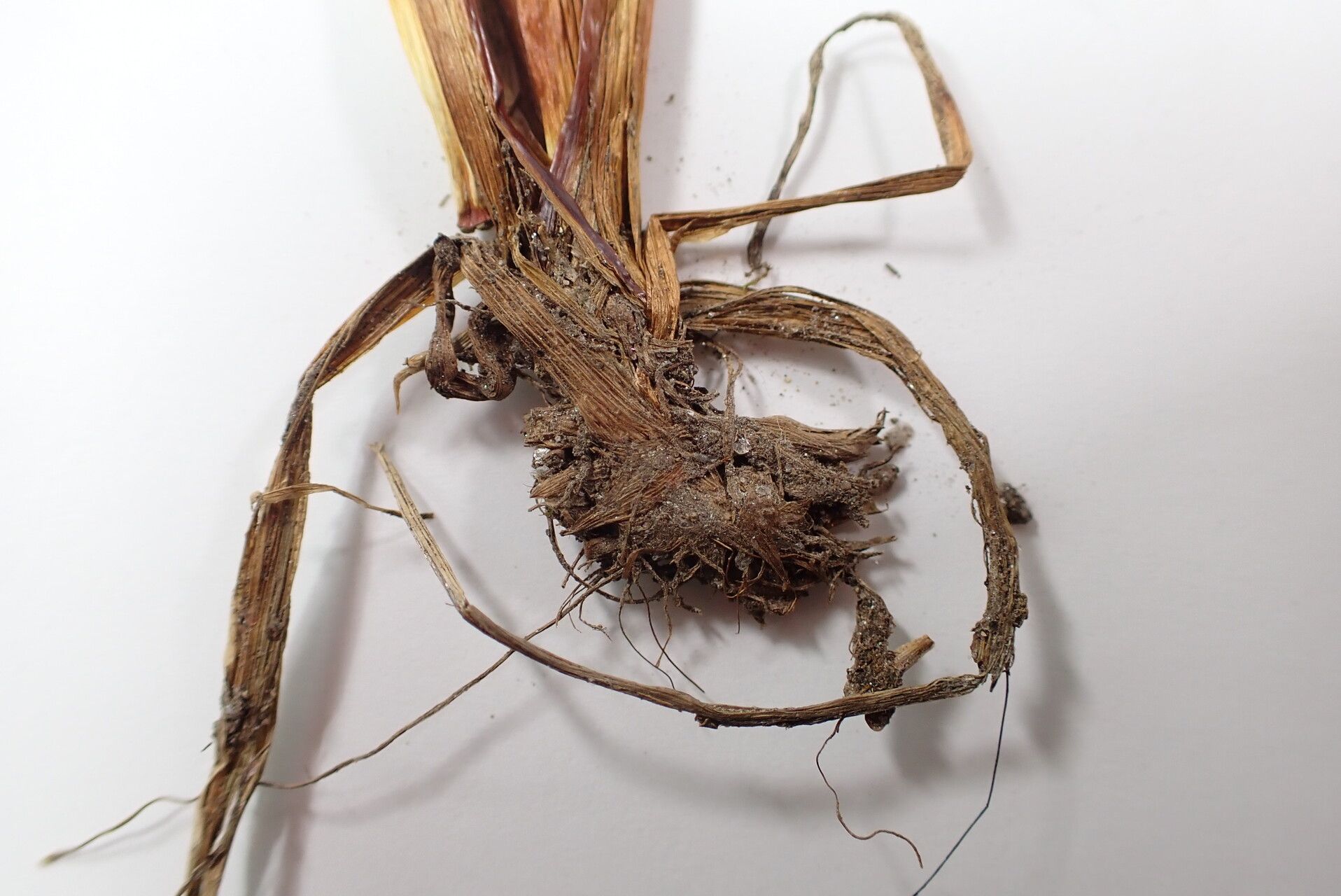 Juncus sikkimensis bark