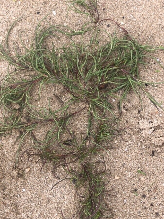 Parapholis incurva — houseplant care guide