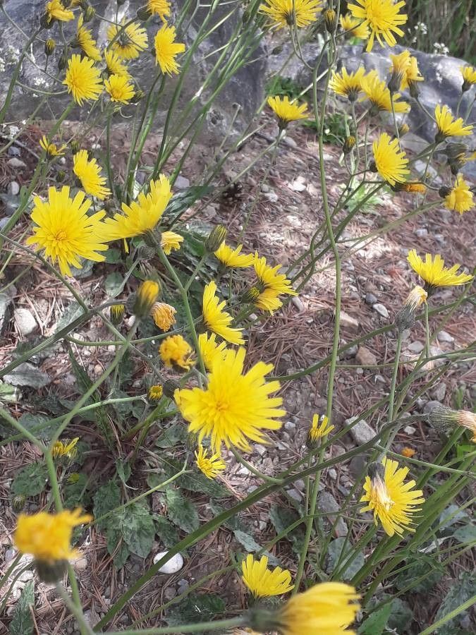 Hieracium pictum habit