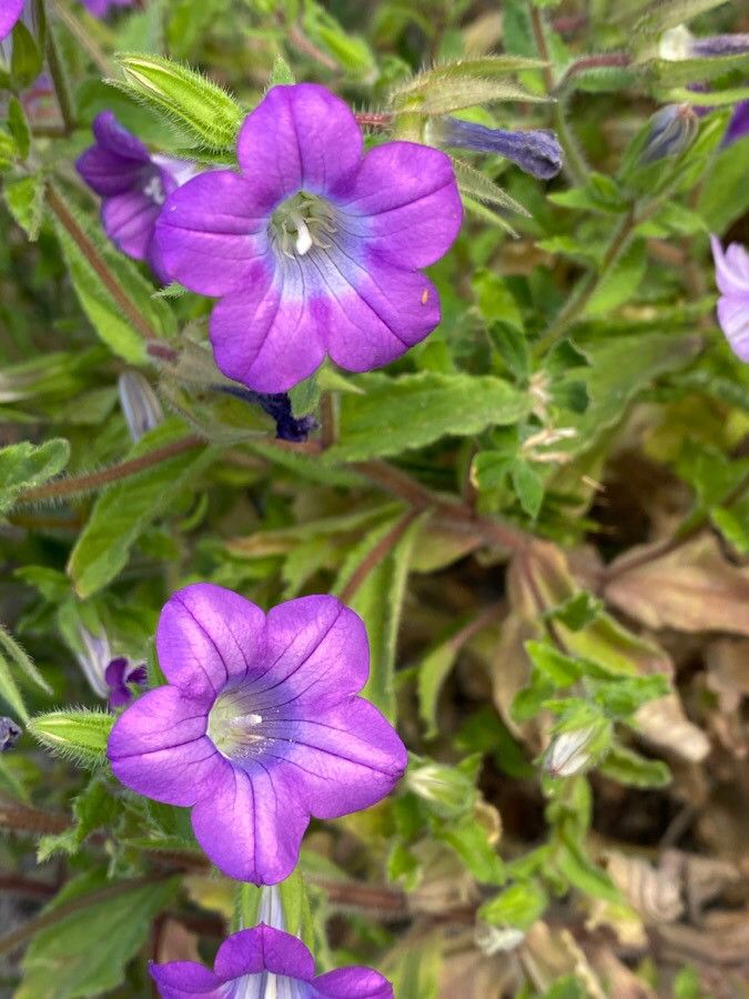 Campanula dichotoma flower