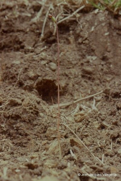 Orthoceras strictum — houseplant care guide