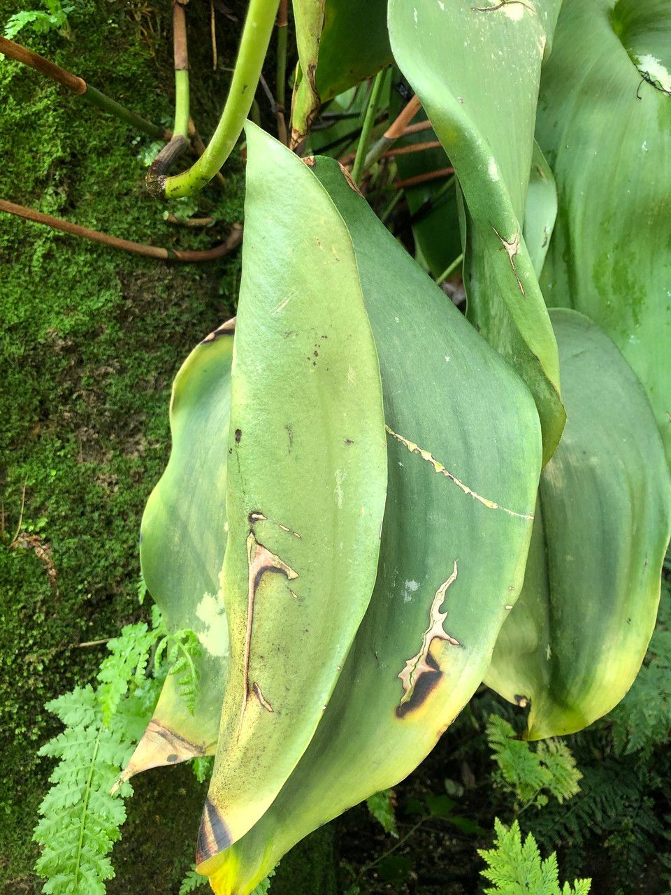 Pleurothallis teaguei leaf